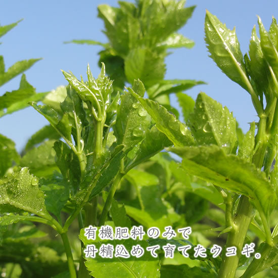 ウコギハーブティー カモミールブレンド|マインドダイレクト【ウコギ米沢公式】