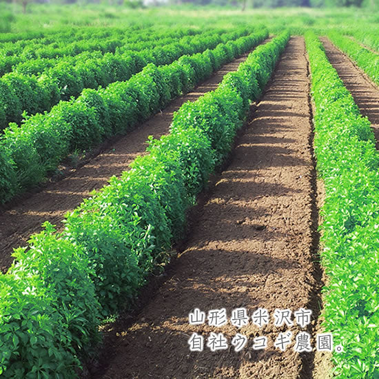 ウコギハーブティー ペパーミントブレンド|マインドダイレクト【ウコギ米沢公式】