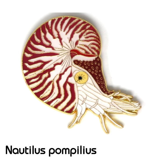 オウムガイ|コレクションピンズS-006|マインドダイレクト【F.C.Planet公式】